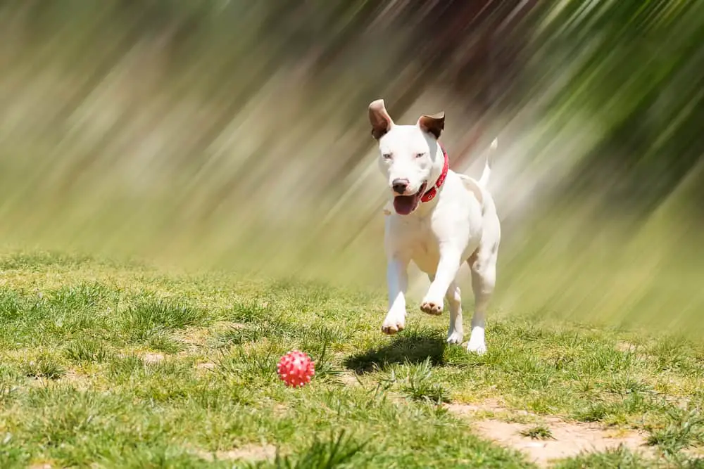 American pit bull terrier running to catch the ball