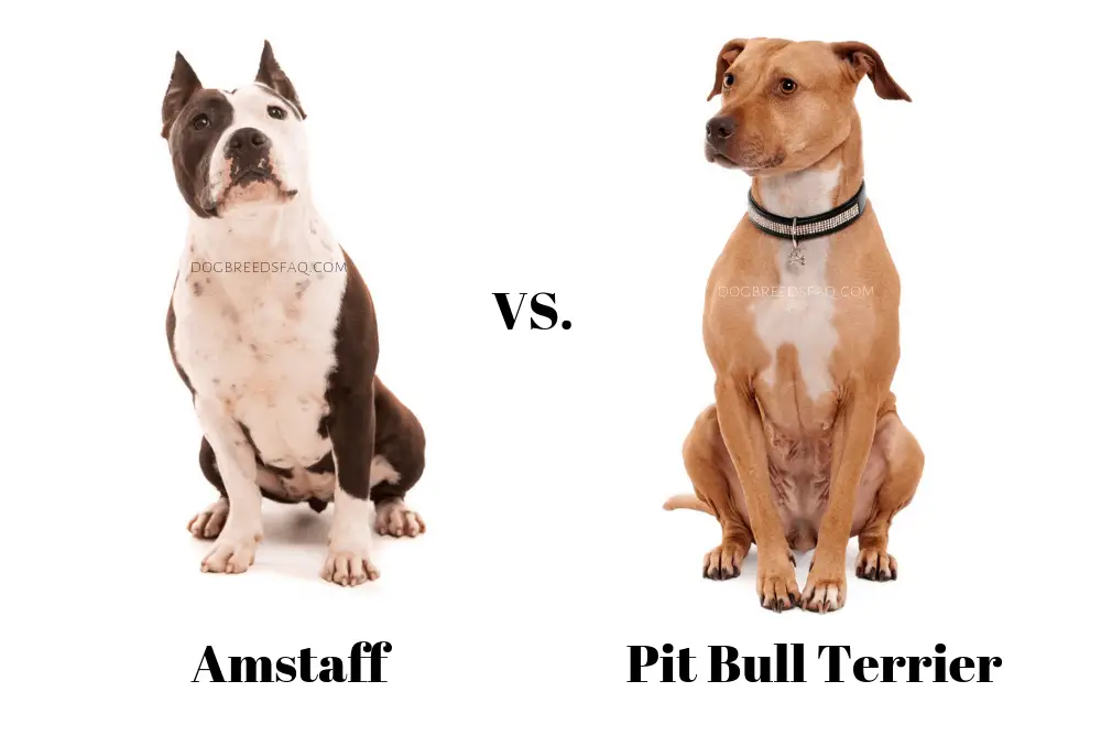 Amstaff vs pit bull terrier difference image