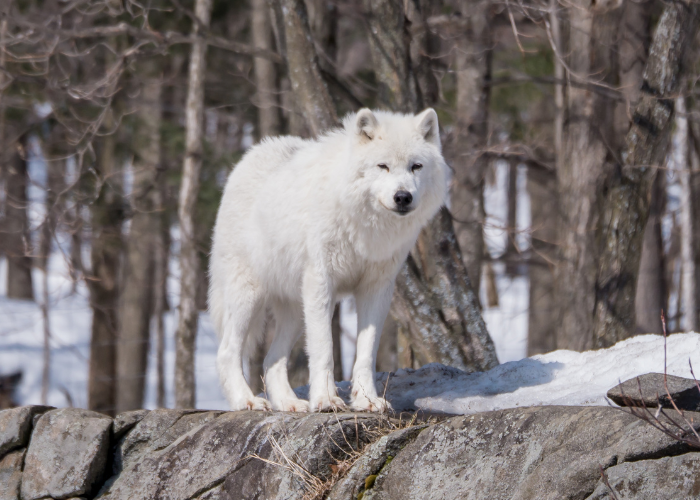 Arctic Wolf in the forest