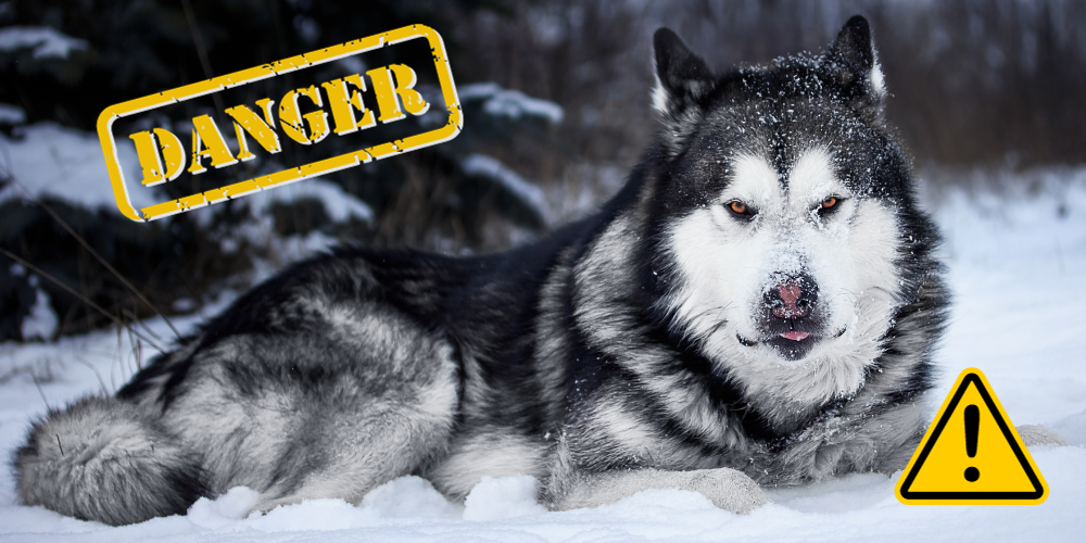 Are Alaskan Malamute Dangerous article featured image