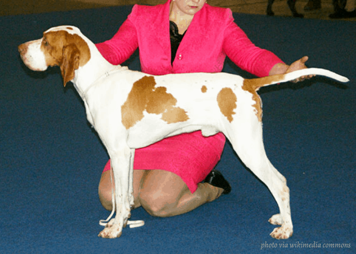Ariege Pointer in a dog show