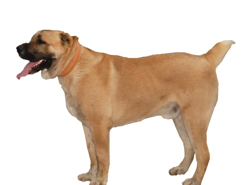 93 Adorable Asian Dog Breeds You Will Fall In Love With 22 Armenian Gampr Dog
