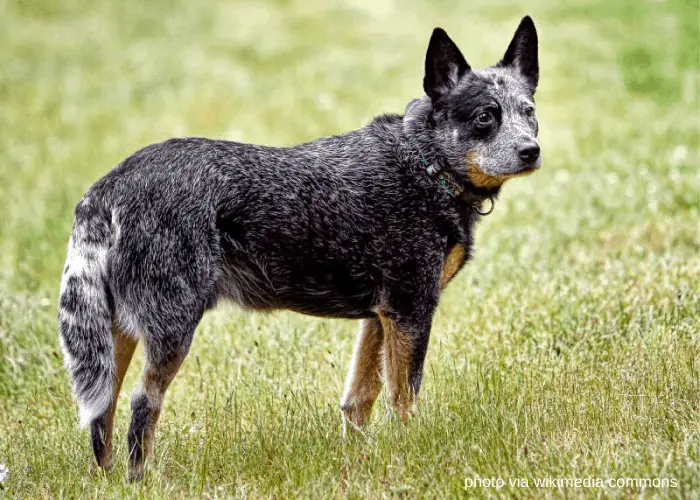 13 Popular Native Australian Dog Breeds List 3 Australian Cattle Dog in the field
