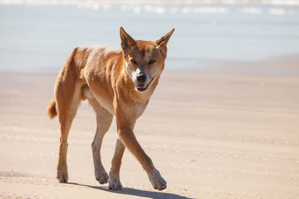 13 Popular Native Australian Dog Breeds List 4 Australian Dingo walking on a beach