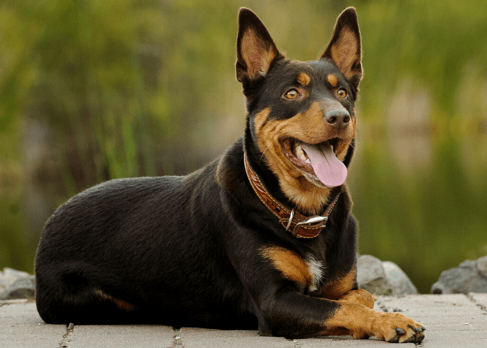 Australian Kelpie dog with brown collar lying on a dock