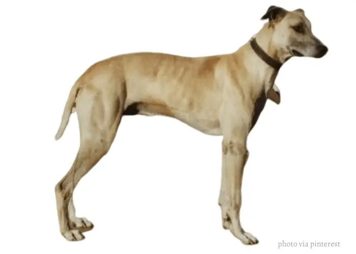 13 Popular Native Australian Dog Breeds List 12 Australian Staghound standing in front of white background