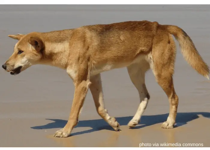 13 Popular Native Australian Dog Breeds List 5 Australian dingo standing in the beach