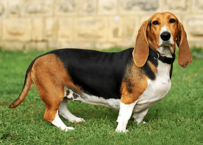 French Dog Breeds 7 Basset Artesien Normand standing on the lawn