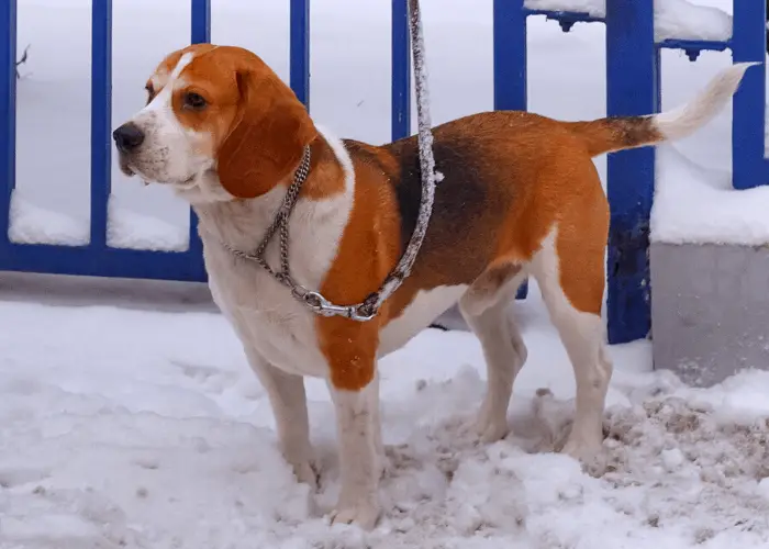 Beagle Harrier on leash standing on the snow