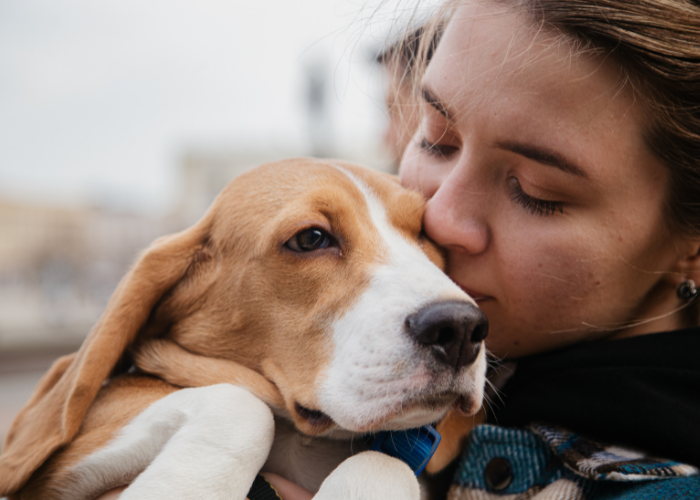 Why Beagles Are the Worst Dogs: A Myth Debunked 6 Beagle being hugged by its owner