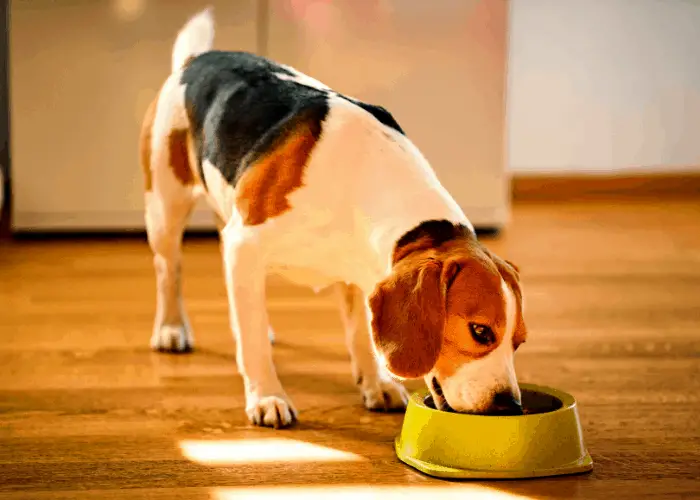 Beagle dog eating in a dog bowl