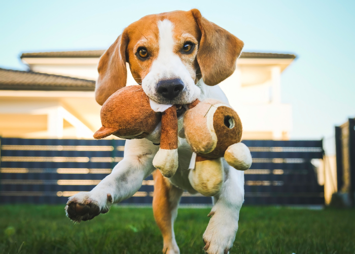 Why Beagles Are the Worst Dogs: A Myth Debunked 5 Beagle dog playing fetch