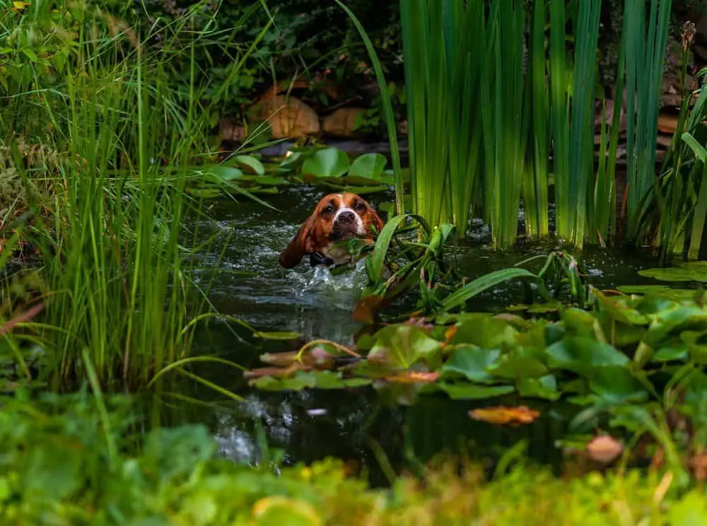 Beagle 6 Beagle dog swimming and crossing a pond