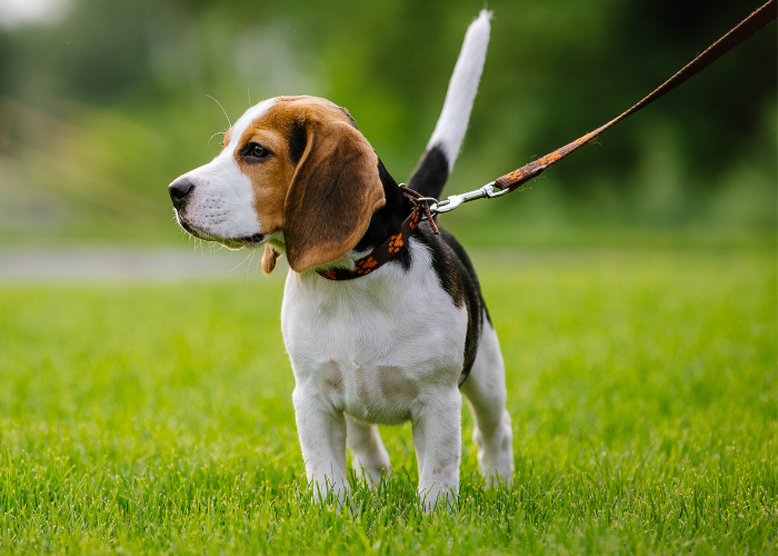 Why Beagles Are the Worst Dogs: A Myth Debunked 7 Beagle on a leash walking in the grass