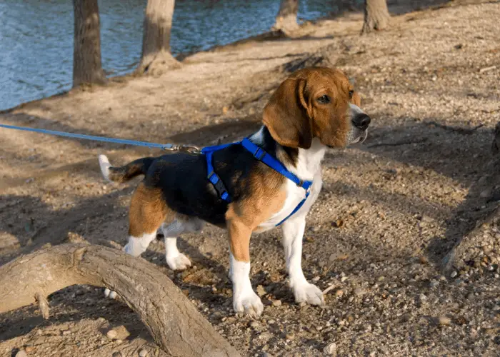 Beagle 4 Beagle on leash standing near the lake