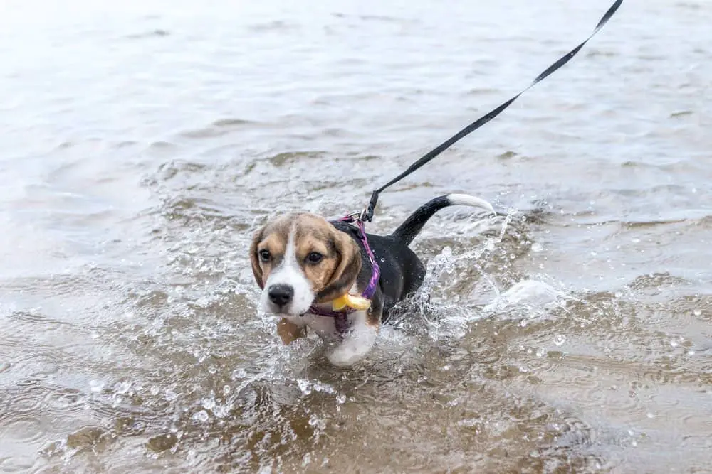 Beagle 5 Beagle puppy swimmimng for the first time