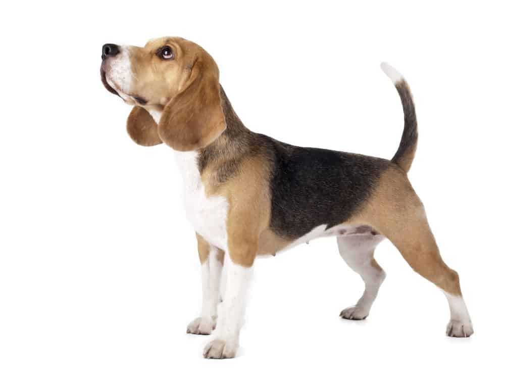 do beagles tolerate being alone