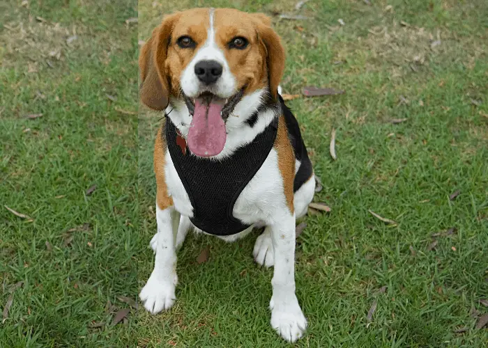 Beaglier (Beagle-Cavalier King Charles Spaniel Mix) 3 Beaglier close up photo on the lawn