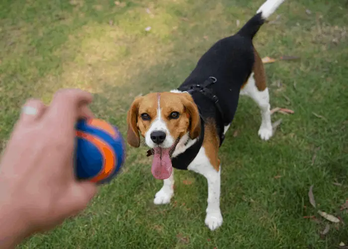 Beaglier (Beagle-Cavalier King Charles Spaniel Mix) 9 Beaglier playing fetch with owner