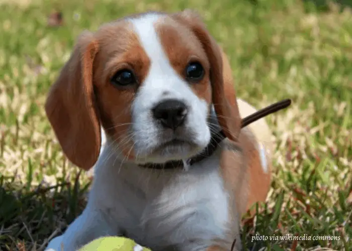 Beaglier (Beagle-Cavalier King Charles Spaniel Mix) 8 Beaglier puppy playing with the tennis ball on the lawn