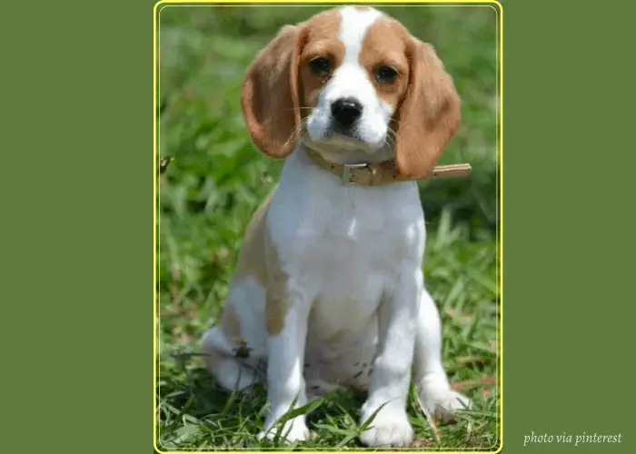 Beaglier (Beagle-Cavalier King Charles Spaniel Mix) 7 Beaglier puppy with yellow frame on green background