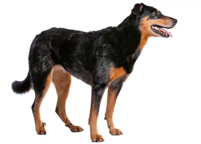 9 Dogs that Look Like Dobermans 5 Beauceron standing on white background and looking to its left