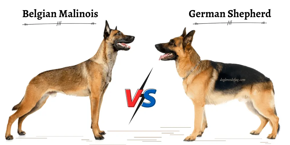 Belgian shepherd sale and german shepherd