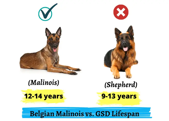 Belgian malinois vs. german shepherd lifespan infographic