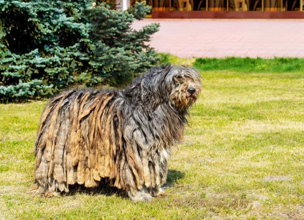 Bergamasco Sheepdog standing on the lawn