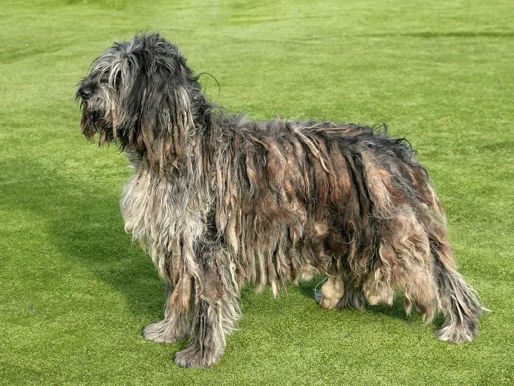 13 Amazingly Unique Italian Dog Breeds (FAMOUS ITALIAN DOGS) 3 Bergamasco sheepdog standing in the park