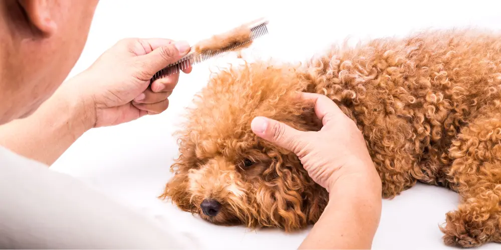 Best Dog Brush for Goldendoodle Top Picks! Dog Breeds FAQ