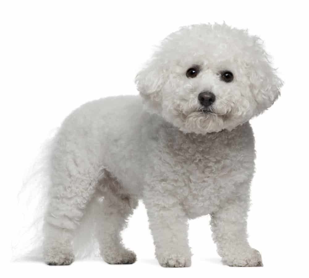 19 Popular Non-Sporting Dog Breeds List 15 Bichon Frise, standing on white background