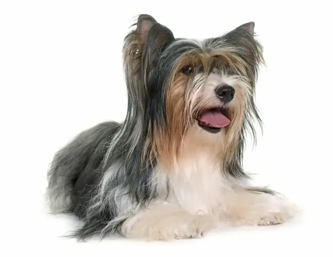 are biewer yorkies hypoallergenic