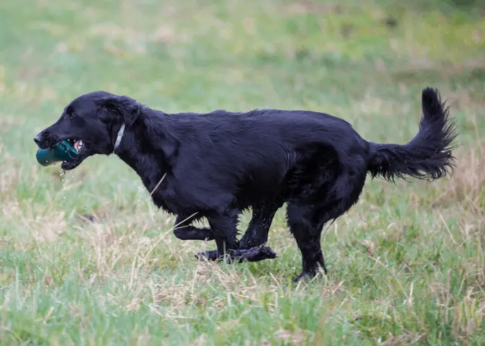 Black Golden Retriever: The Facts Behind The Fur 4 Black Golden Retriever retrieving a toy