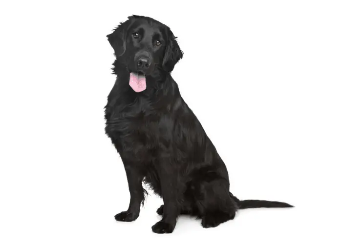 Black Golden Retriever: The Facts Behind The Fur 2 Black Golden Retriever sitting on a white background