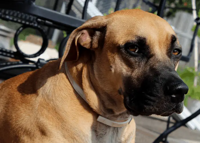 43 Popular United States Dog Breeds 18 Black Mouth Cur close up photo