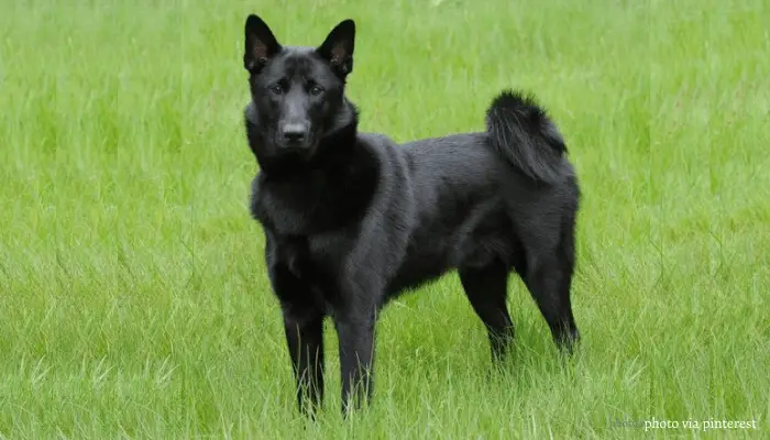 7 Tenacious Norwegian Dog Breeds (ALL DOGS FROM NORWAY) 12 Black Norwegian Elkhound standing on the lawn