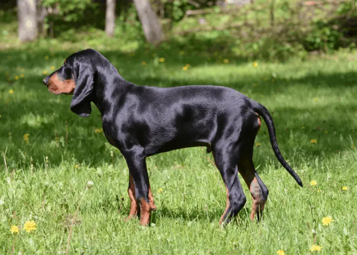Black and Tan Coonhound Dog in the forest