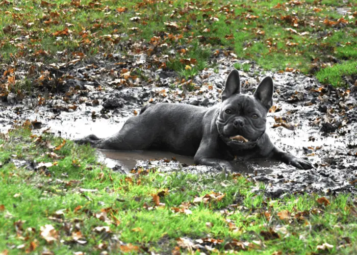 Black french bulldog playing in the mud