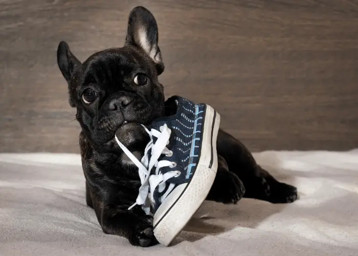 15 Reasons Why (Some) People Hate Dogs 5 Black french bulldog puppy biting a shoelace