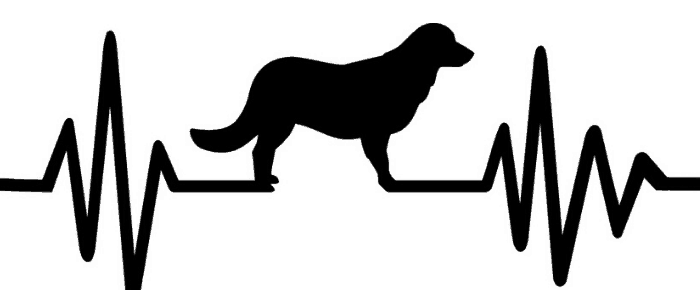 Black Golden Retriever: The Facts Behind The Fur 5 Black golden retriever with heartbeat and pulse line silhoutte