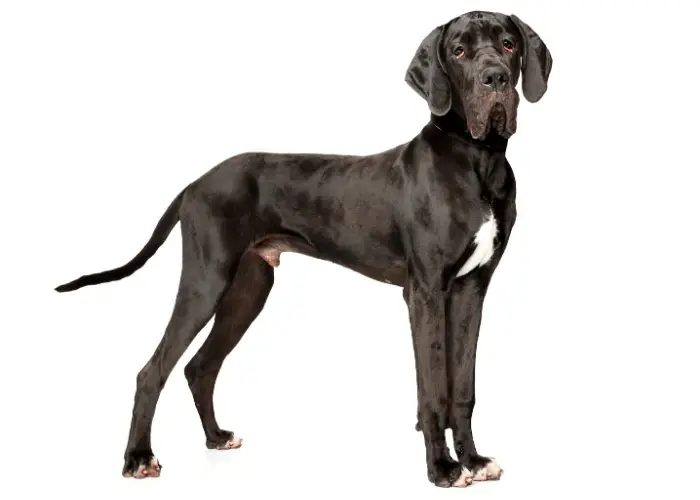 9 Dogs that Look Like Dobermans 2 Black great dane standing on white background
