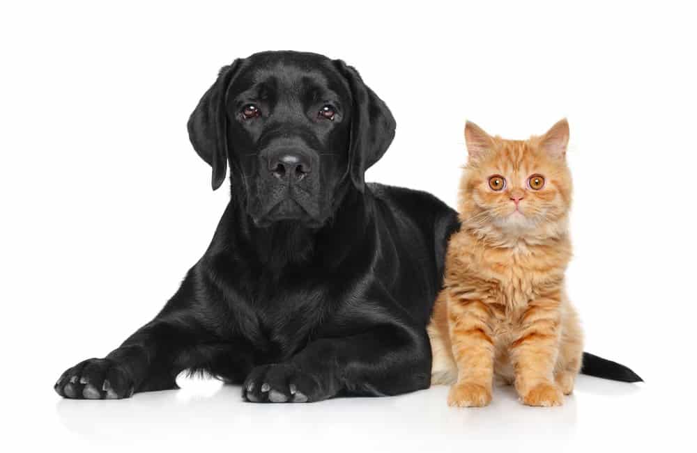 Labrador Retriever 3 Black labrador and a cat on a white background