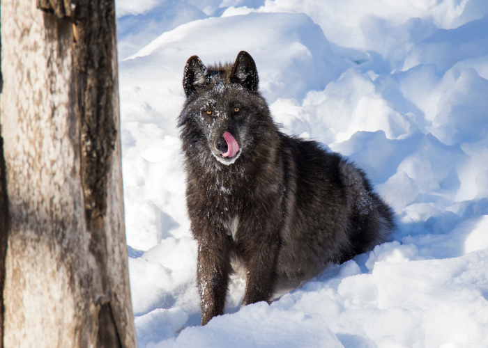Black wolf in the forest