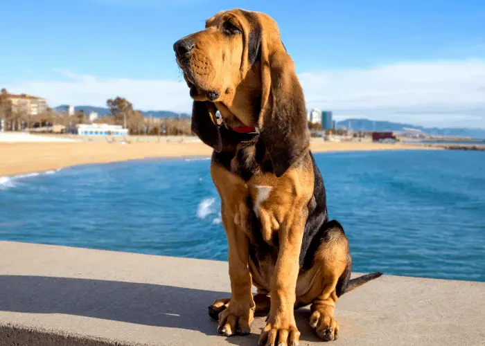 65 British Dog Breeds 5 Bloodhound in the beach