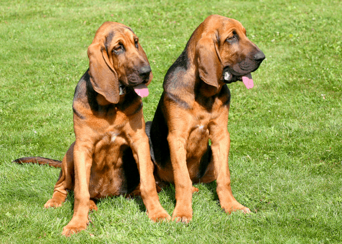 2 Bloodhound dogs in the garden