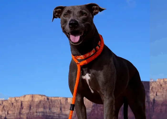 43 Popular United States Dog Breeds 19 Blue Lacy dog standing on the hill
