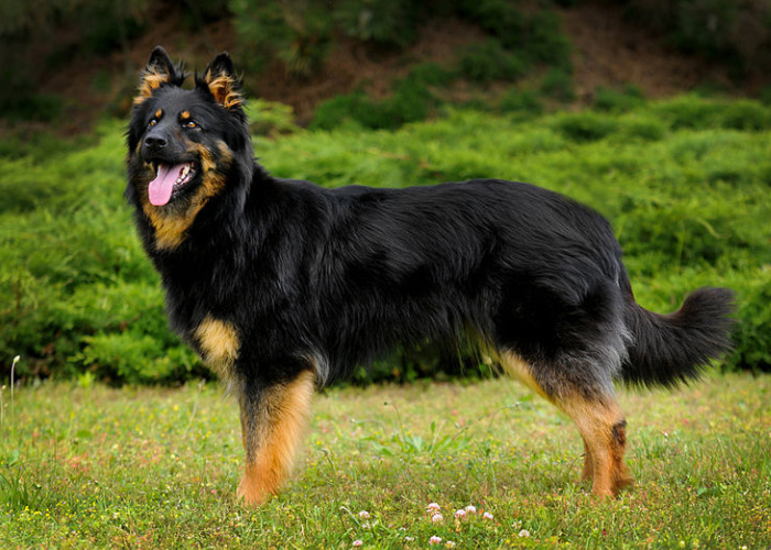 21 Dogs That Look Like German Shepherds: The K9 Doppelgängers 14 Bohemian Shepherd in the backyard