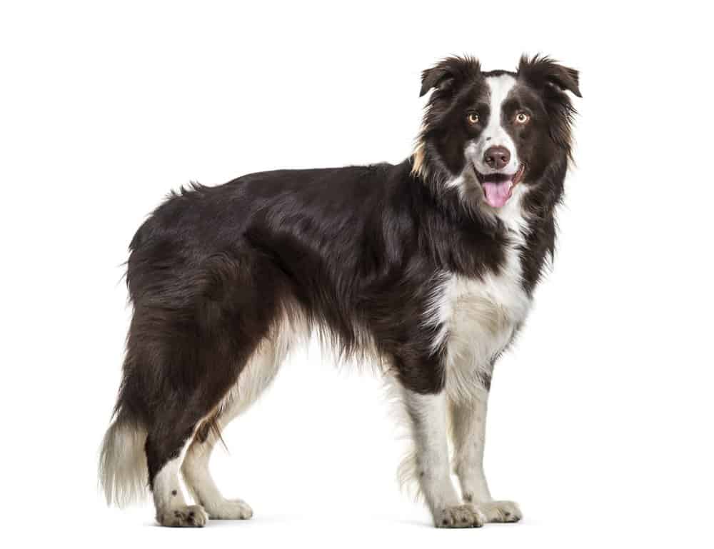 65 British Dog Breeds 6 Border Collie standing on white background