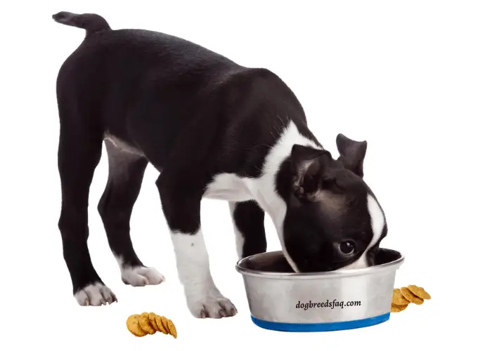 Can Dogs Eat Crackers? 9 Boston terrier eating crackers in a blue-bottom bowl on white background
